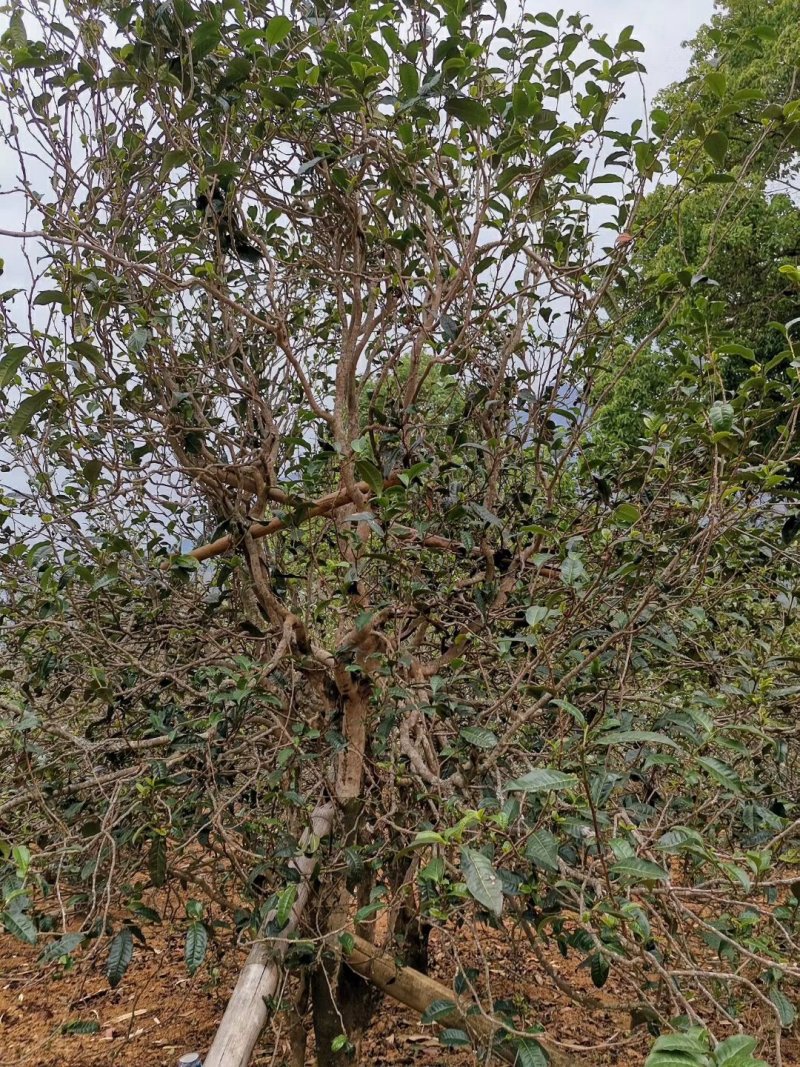 忙肺古树夏茶古树130年树龄
