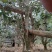 忙肺古树夏茶古树130年树龄