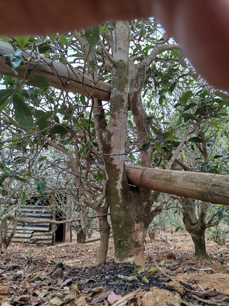 忙肺古树夏茶古树130年树龄