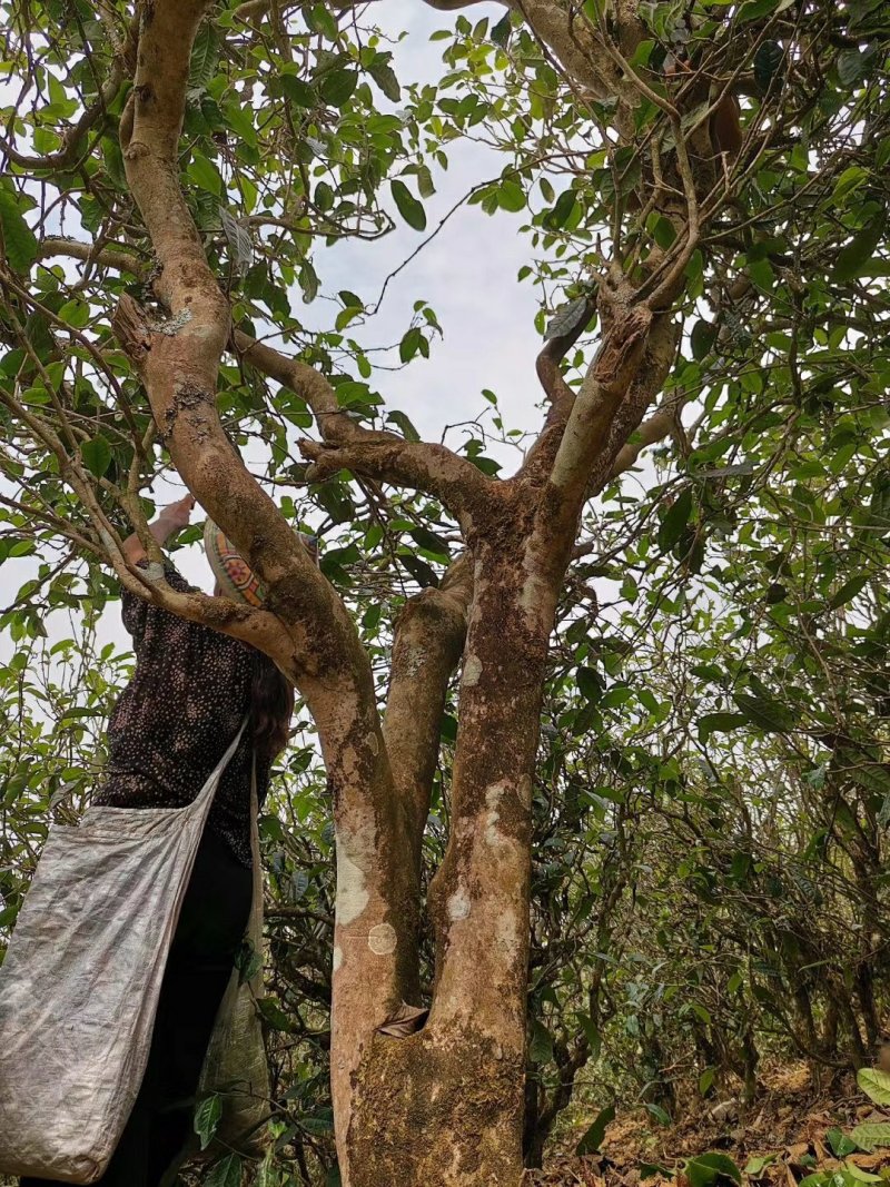 忙肺古树夏茶古树130年树龄