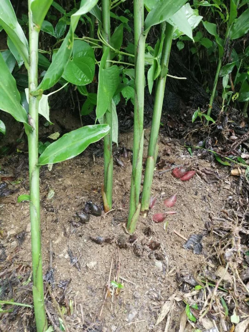 云南省文山市阳荷十吨多，价格漂亮，欢迎联系