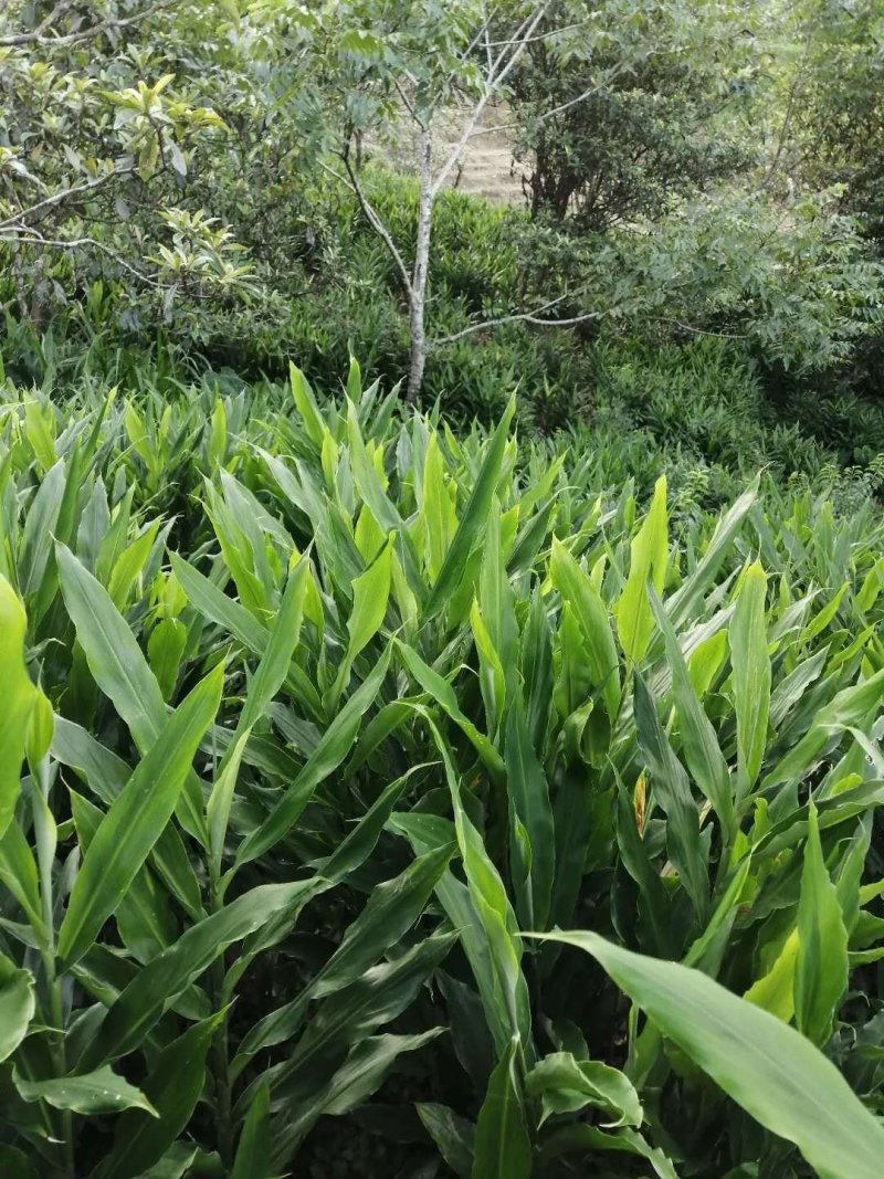 云南省文山市阳荷十吨多，价格漂亮，欢迎联系