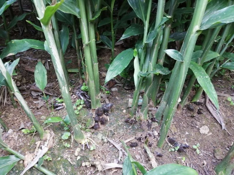 云南省文山市阳荷十吨多，价格漂亮，欢迎联系