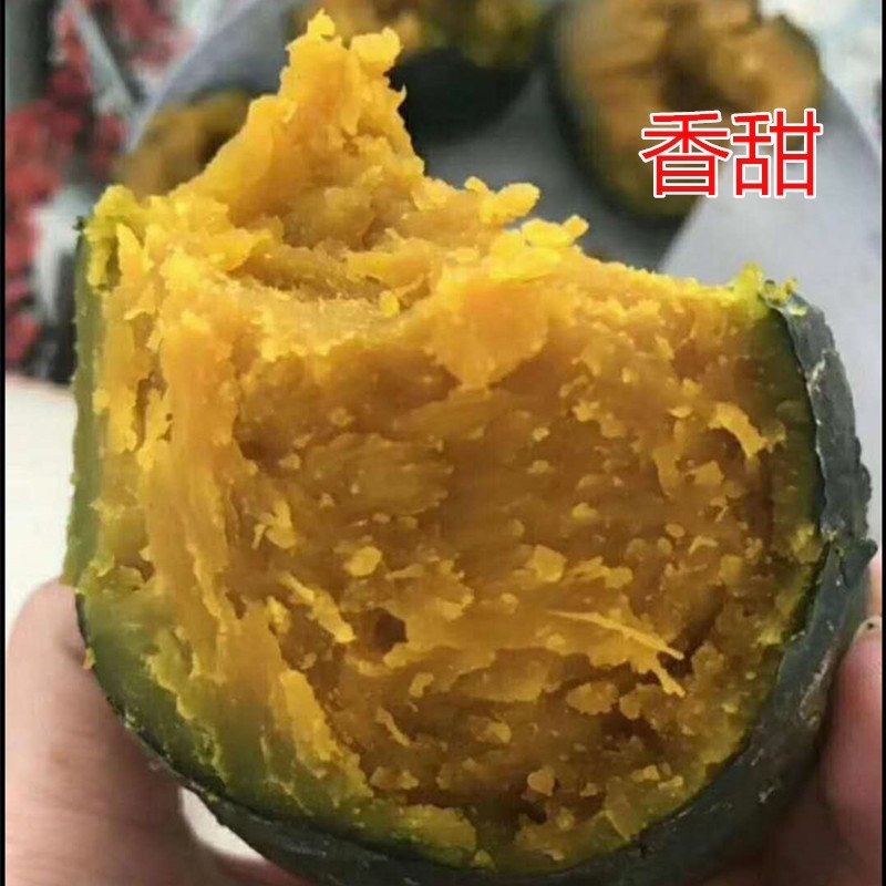 贝贝南瓜种子抗高温进口板栗味高产口感好香糯甜好管理