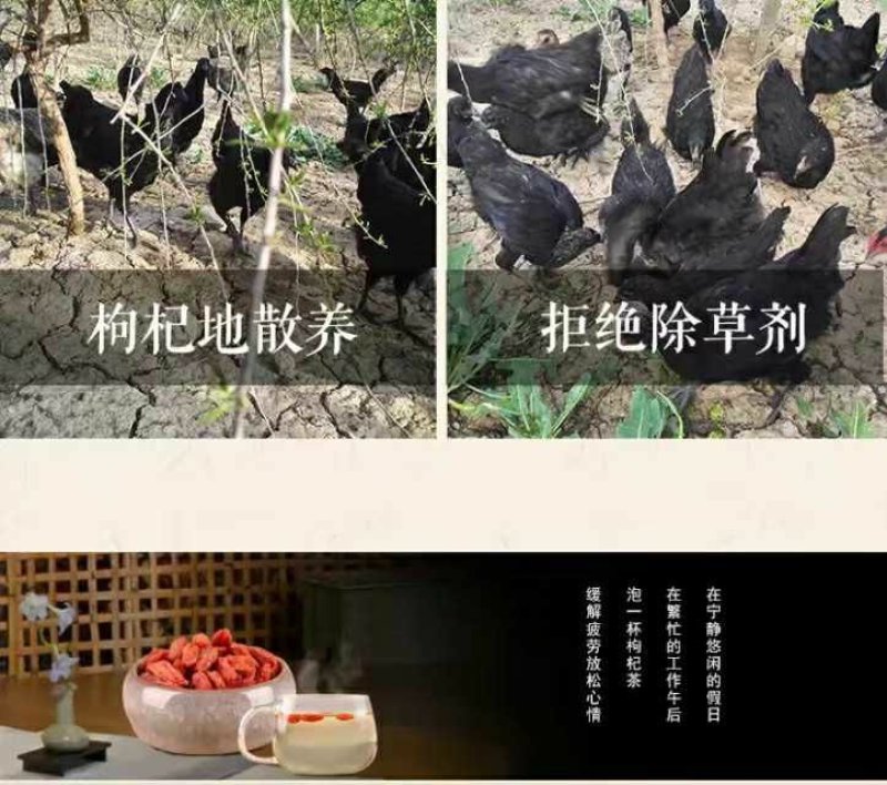 禽畜牧蛋肉
