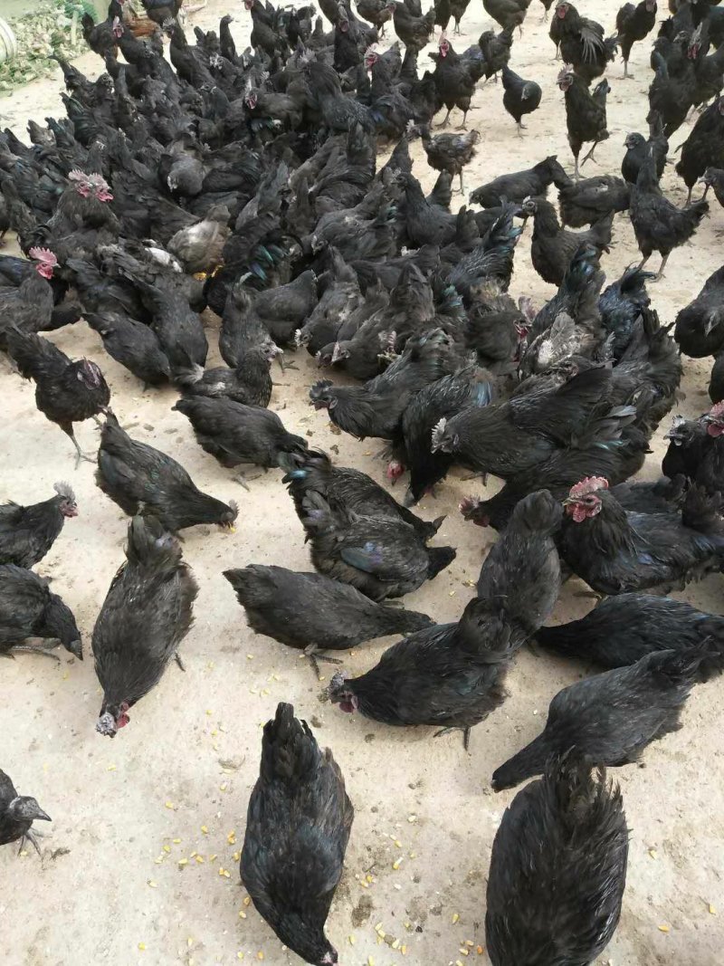 禽畜牧蛋肉