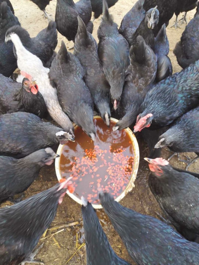 禽畜牧蛋肉