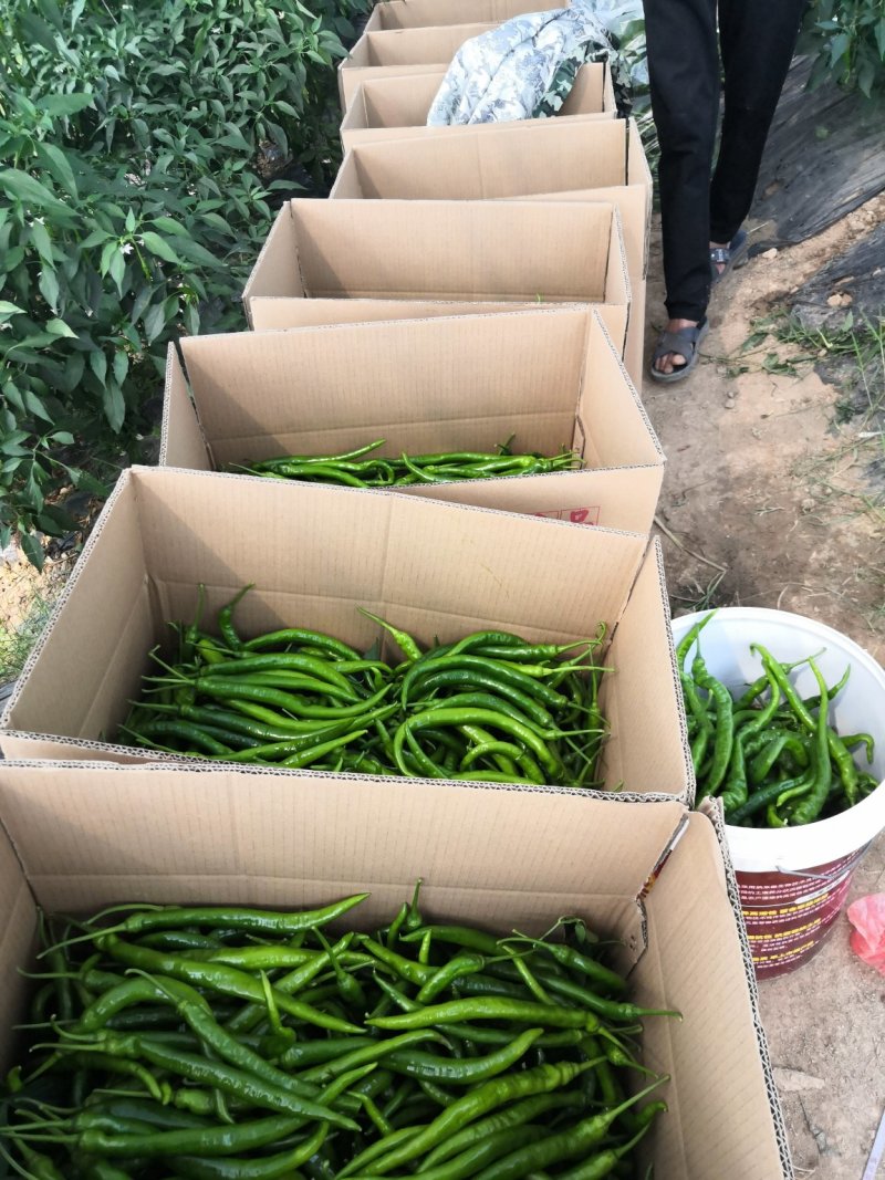 宁都辣椒蔬菜基地，青皮三号线，八号线