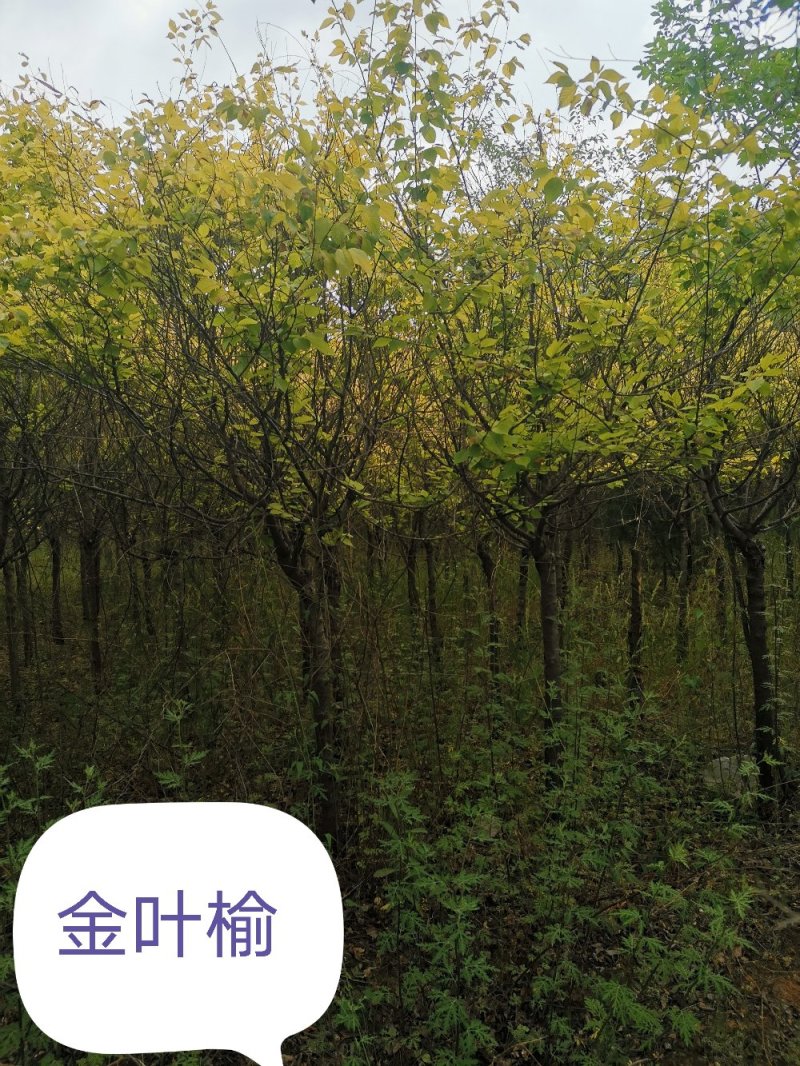 金叶榆