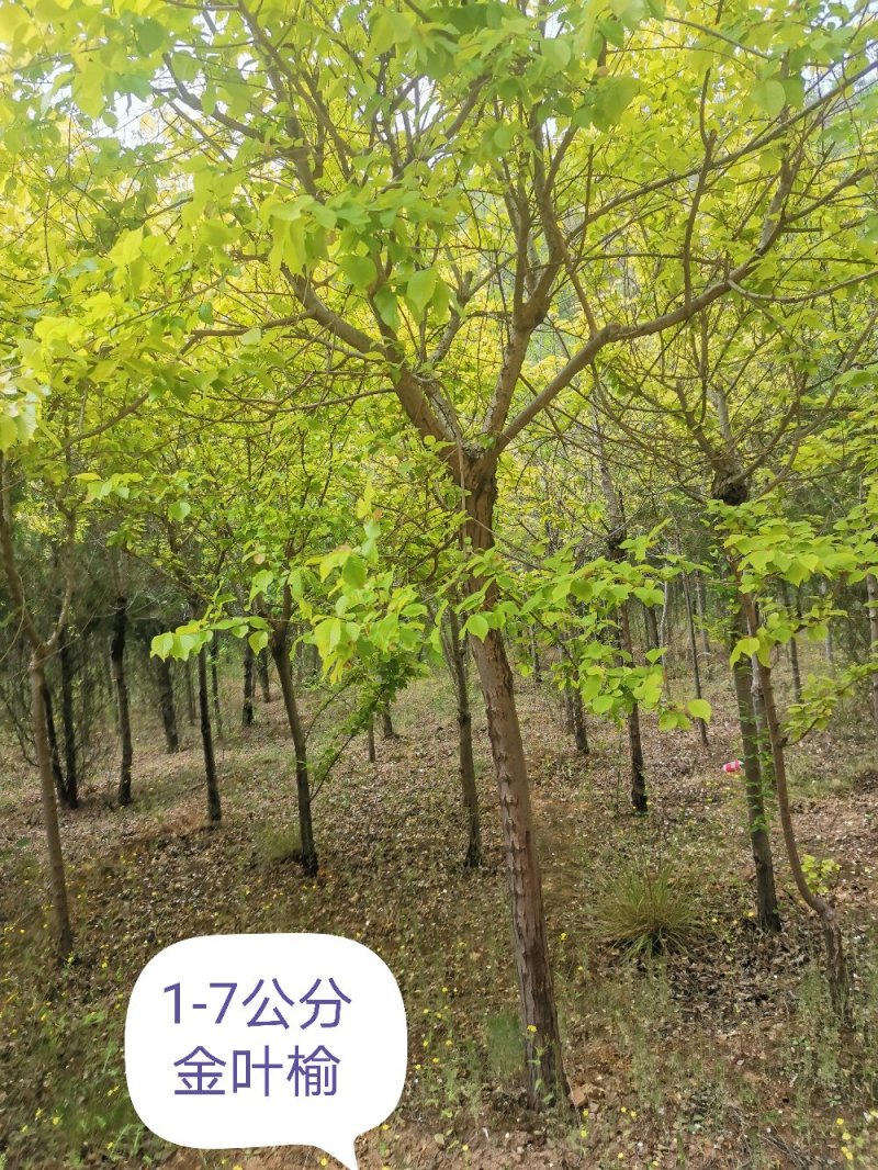 金叶榆