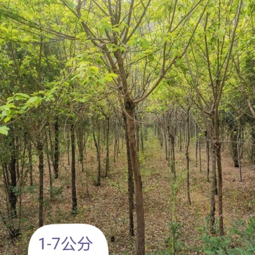 金叶榆