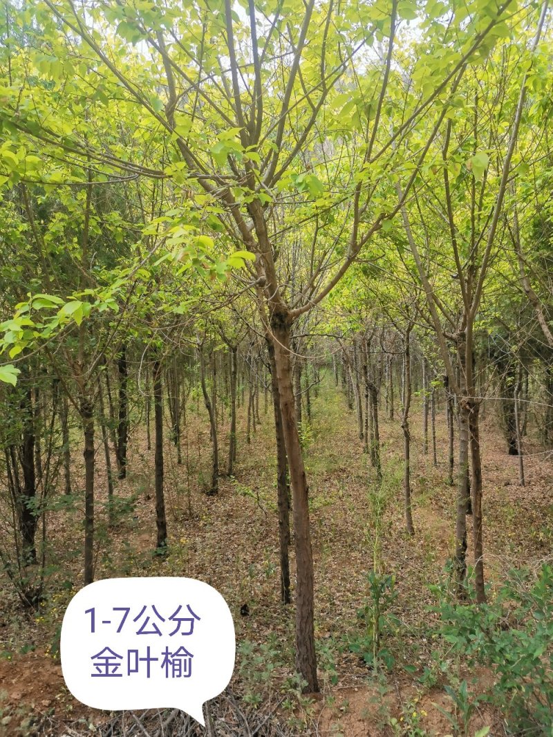 金叶榆