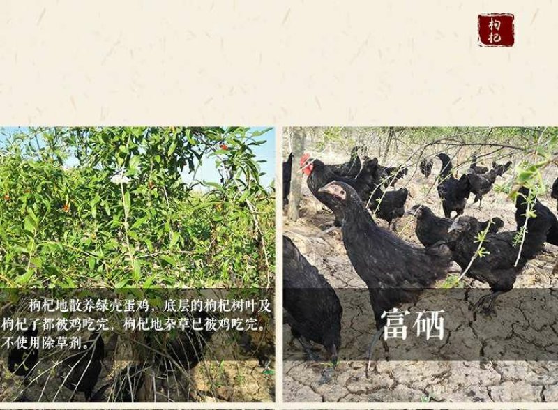 宁夏枸杞子特级优质枸杞王农场自产枸杞