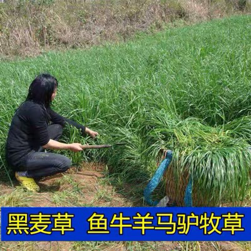 【高产喂猪草】黑麦草种子鸡鸭鹅都爱吃的牧草【包发芽】