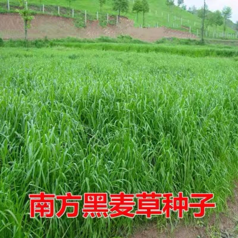 高产牧草黑麦草种子耐寒耐旱芽率98%【高产喂猪草】
