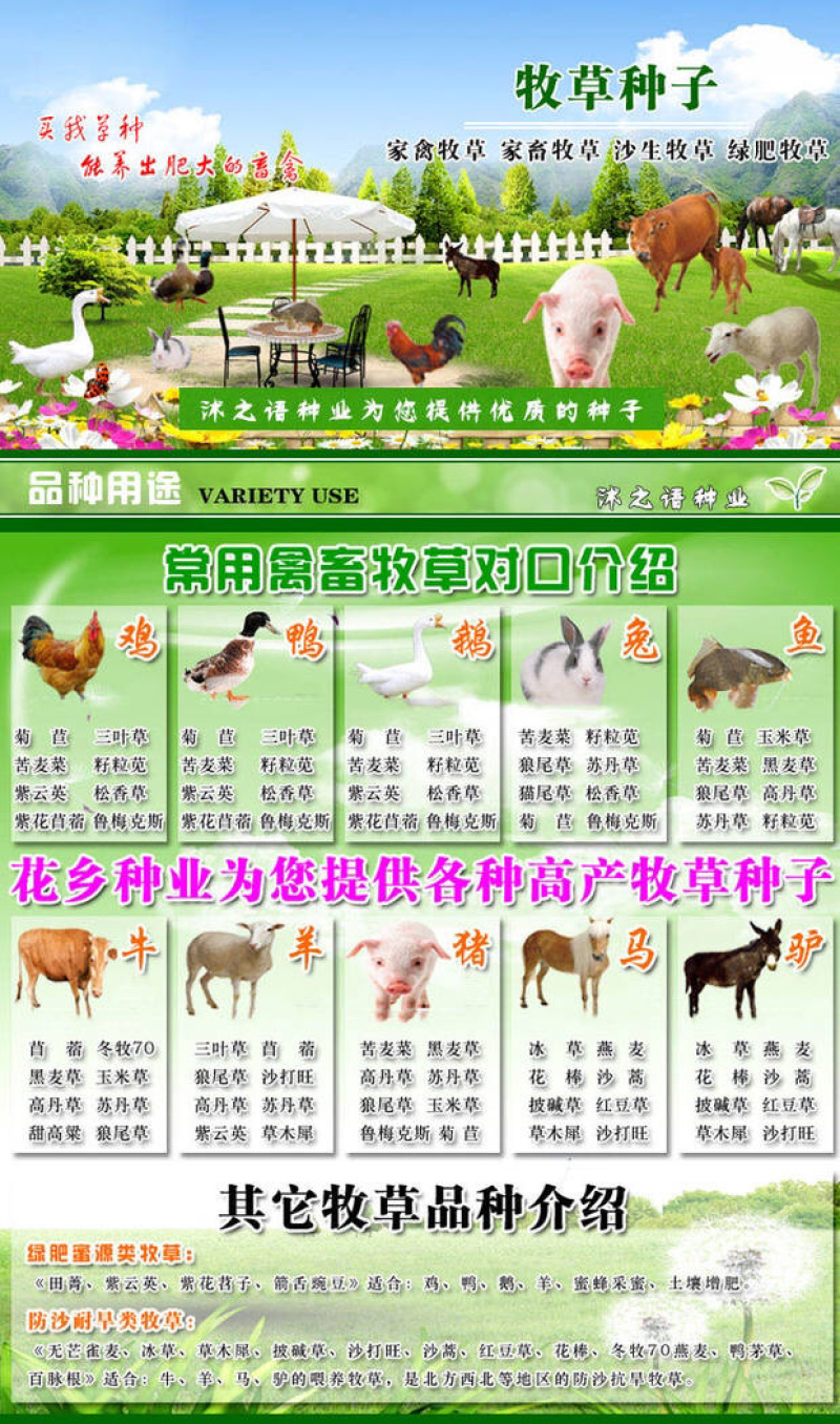 【高产喂猪草】黑麦草种子鸡鸭鹅都爱吃的牧草【包发芽】