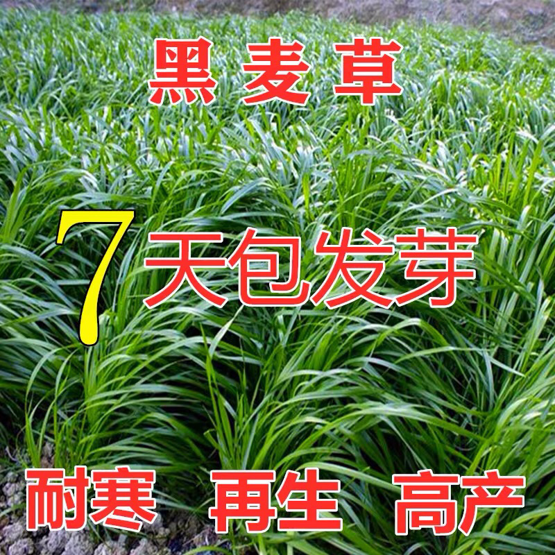 【高产喂猪草】黑麦草种子鸡鸭鹅都爱吃的牧草【包发芽】