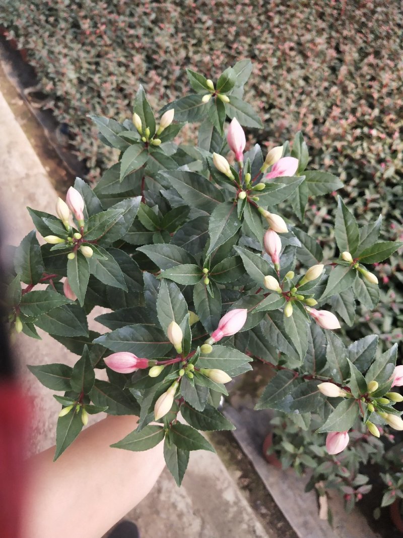 倒挂金钟，灯笼花，花苞多