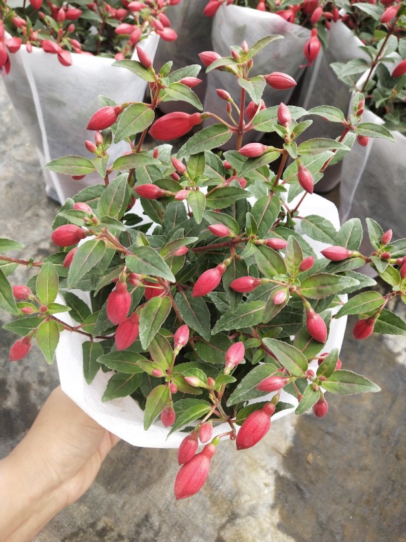 倒挂金钟，灯笼花，花苞多