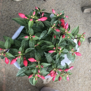 倒挂金钟，灯笼花，花苞多