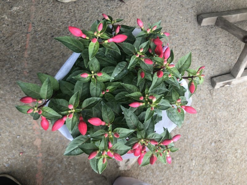 倒挂金钟，灯笼花，花苞多