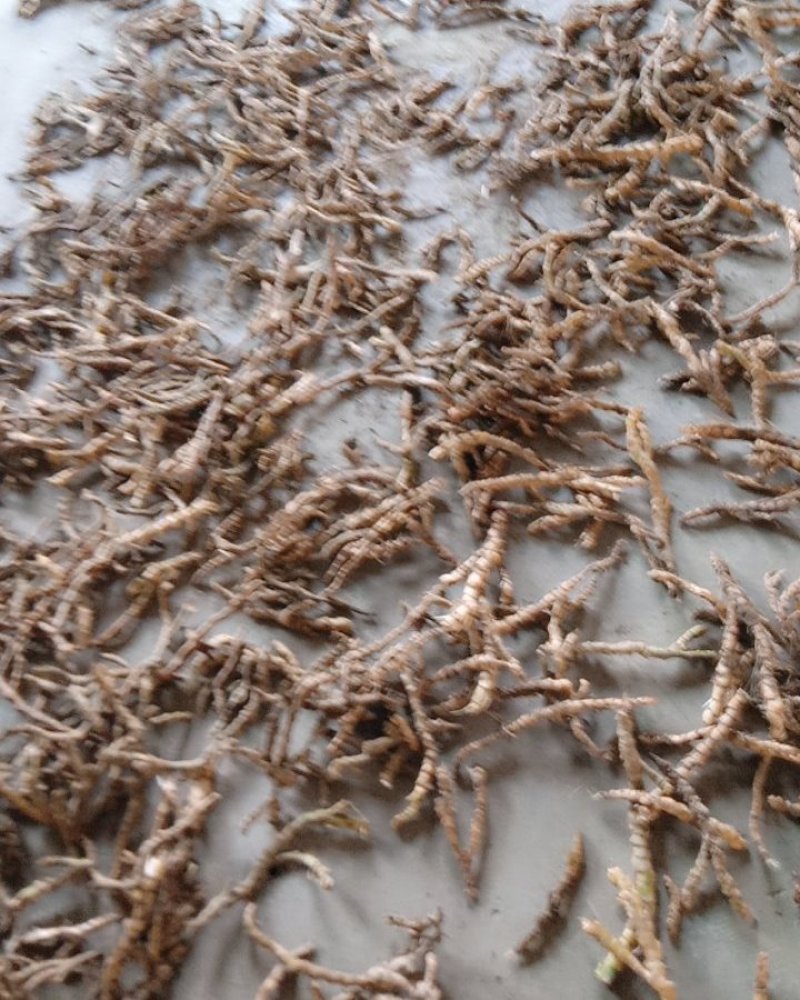 野生石菖蒲干净统货，质量保证，贵州省遵义市绥阳县太白镇。