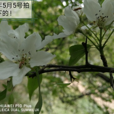杜梨种子产地直发一首货源育苗嫁接梨树苗