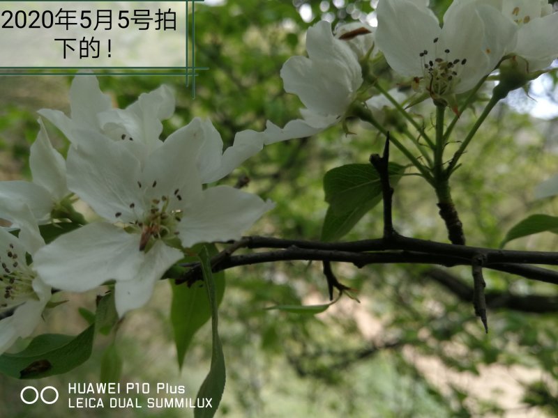 杜梨种子产地直发一首货源育苗嫁接梨树苗