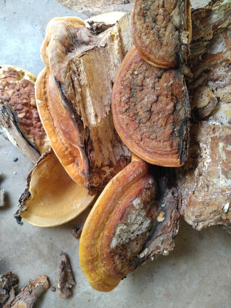 松灵芝，干货，统货，有需要可以预订，要量大的可以提前预订