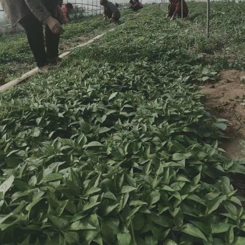 辣椒苗