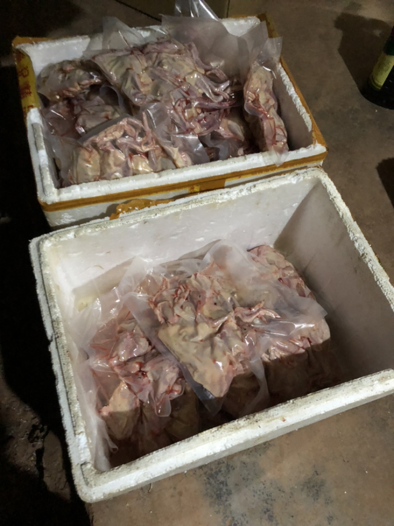 【优惠】养殖场直供现杀鸽子规格齐全满足客户需求