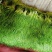 蒜苔大量上市一级蒜苔欢迎新老客户前来考察