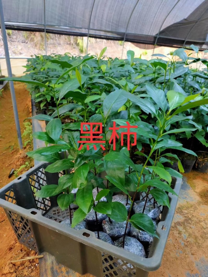 黑柿巧克力黑柿实生苗