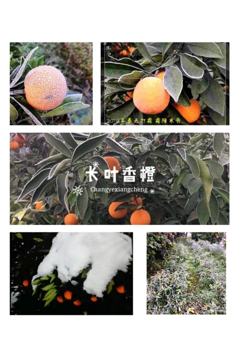 长叶香橙，正品假一罚十，成熟可留树6个月，提供免费种