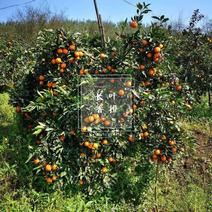 长叶香橙，正品假一罚十，成熟可留树6个月，提供免费种