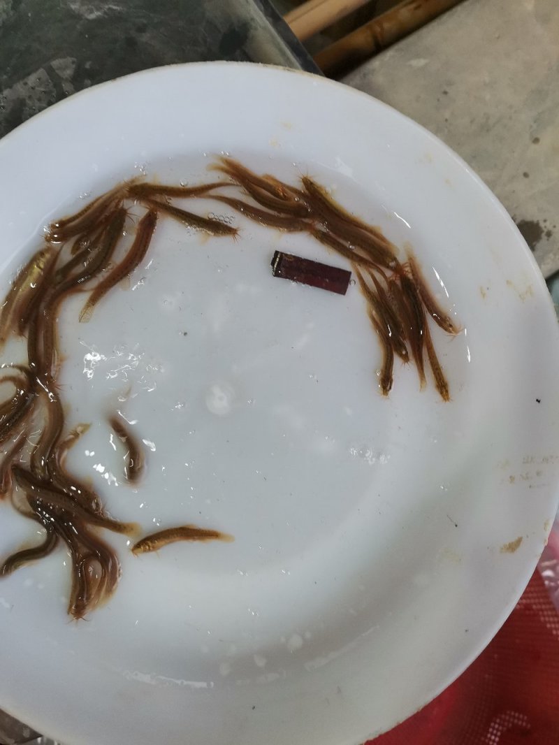 《全国发货》台湾泥鳅苗快大良种泥鳅苗活体成活率高