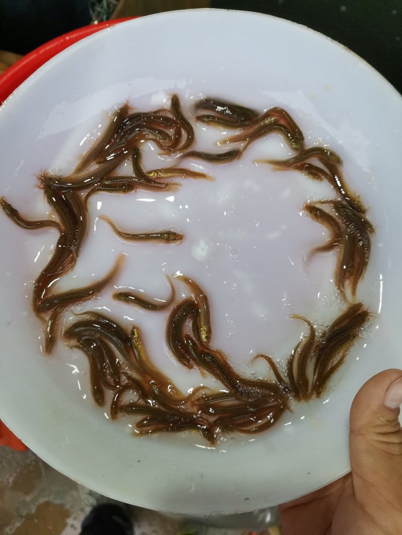 《全国发货》台湾泥鳅苗快大良种泥鳅苗活体成活率高