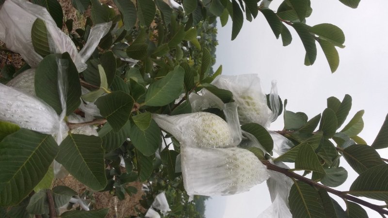 红宝石番石榴芭乐产地阳春香甜多汁
