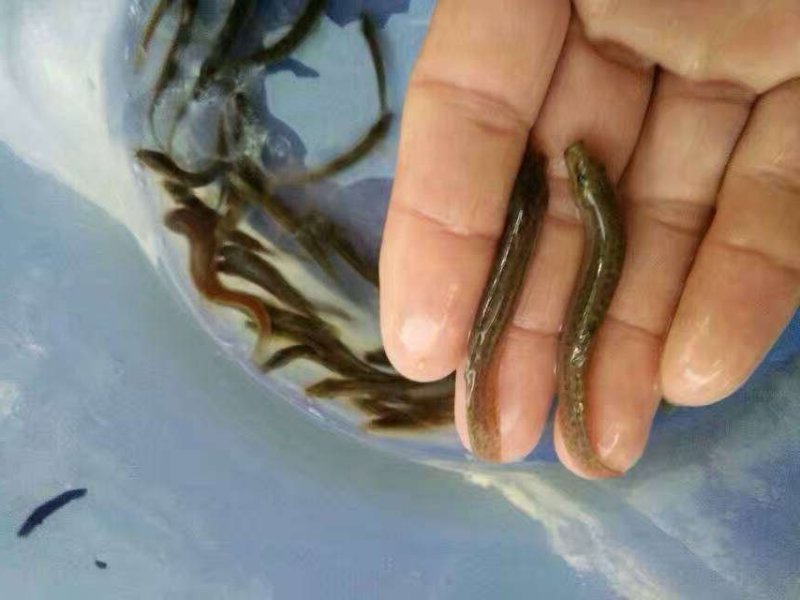 《全国发货》台湾泥鳅苗快大良种泥鳅苗活体成活率高