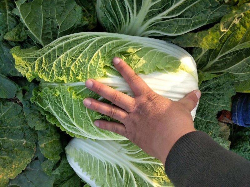 黄心大白菜河南内黄