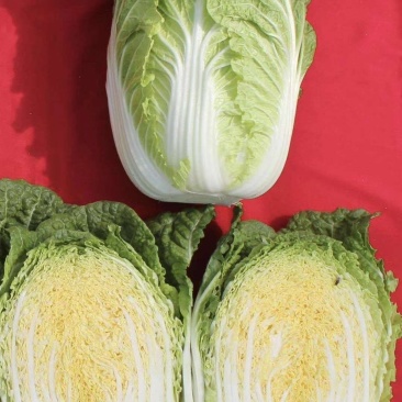 黄心大白菜河南内黄