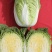 黄心大白菜河南内黄