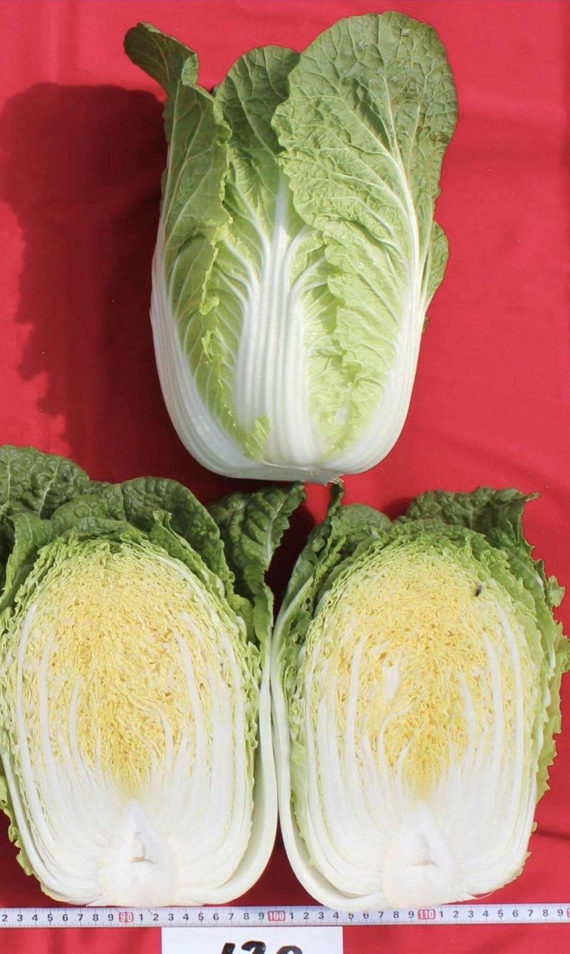 黄心大白菜河南内黄