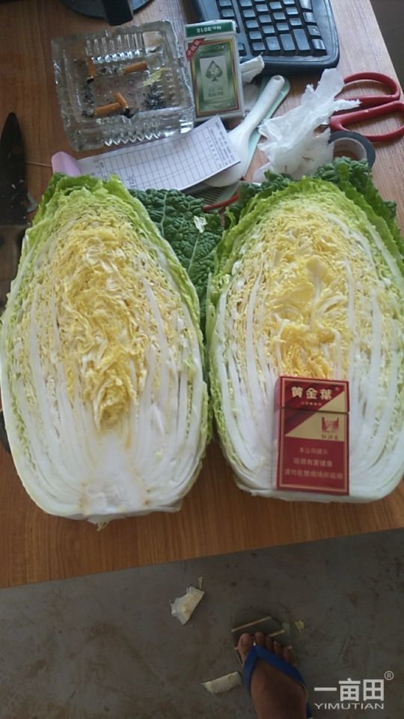 黄心大白菜河南内黄