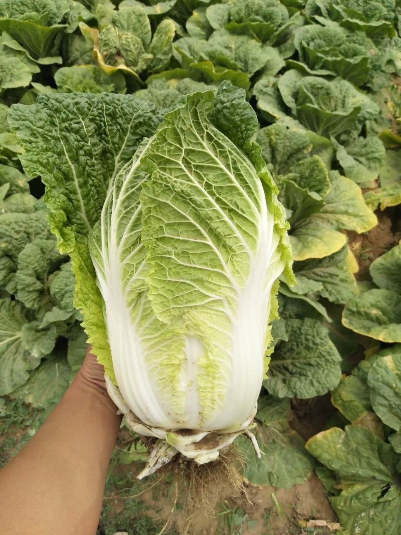 黄心大白菜河南内黄