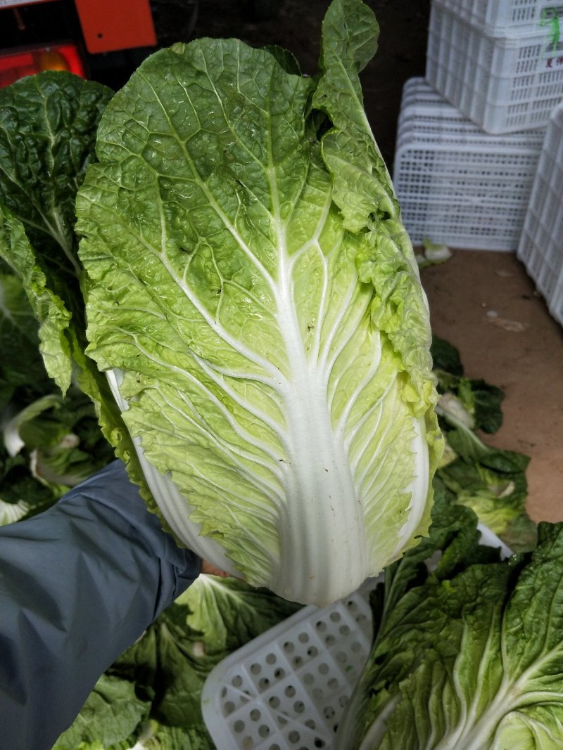 黄心大白菜河南内黄