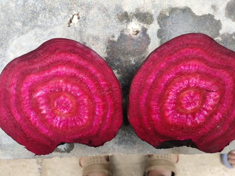 甜菜