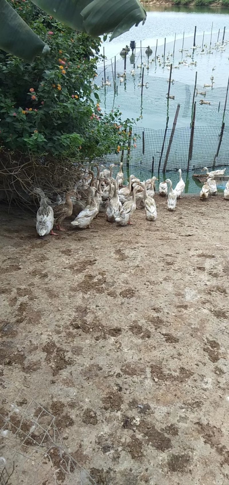 淘汰蛋鸭黄嘴黄脚123