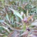 勺药花