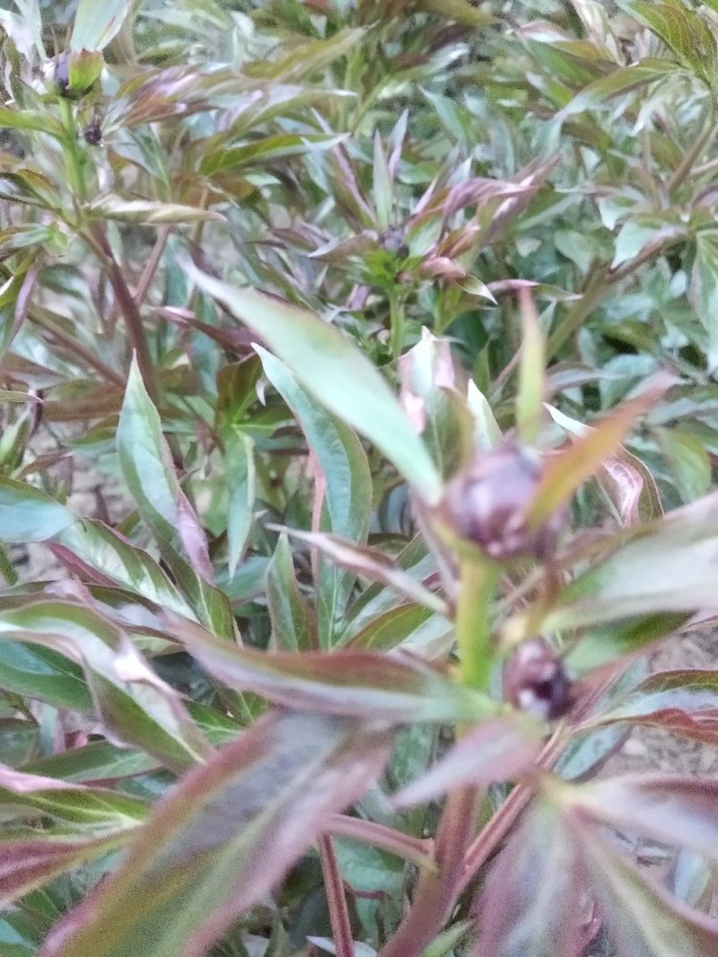 勺药花